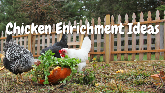 Chicken Enrichment Ideas to Keep Your Flock Happy