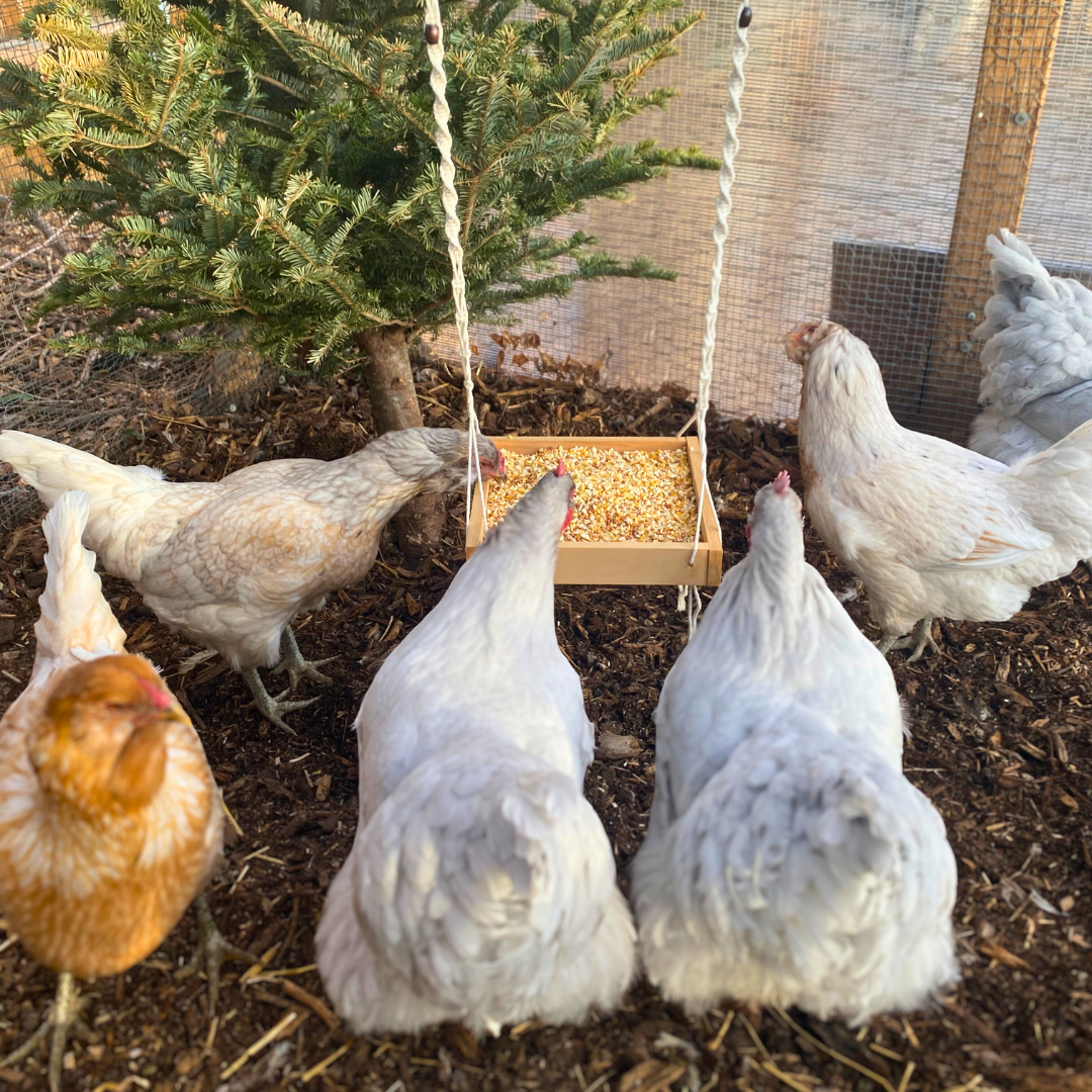 Macrame Hanging Chicken Feeder | Macrame Coop Decor | Hanging Bird Feeder For Poultry & Other Birds