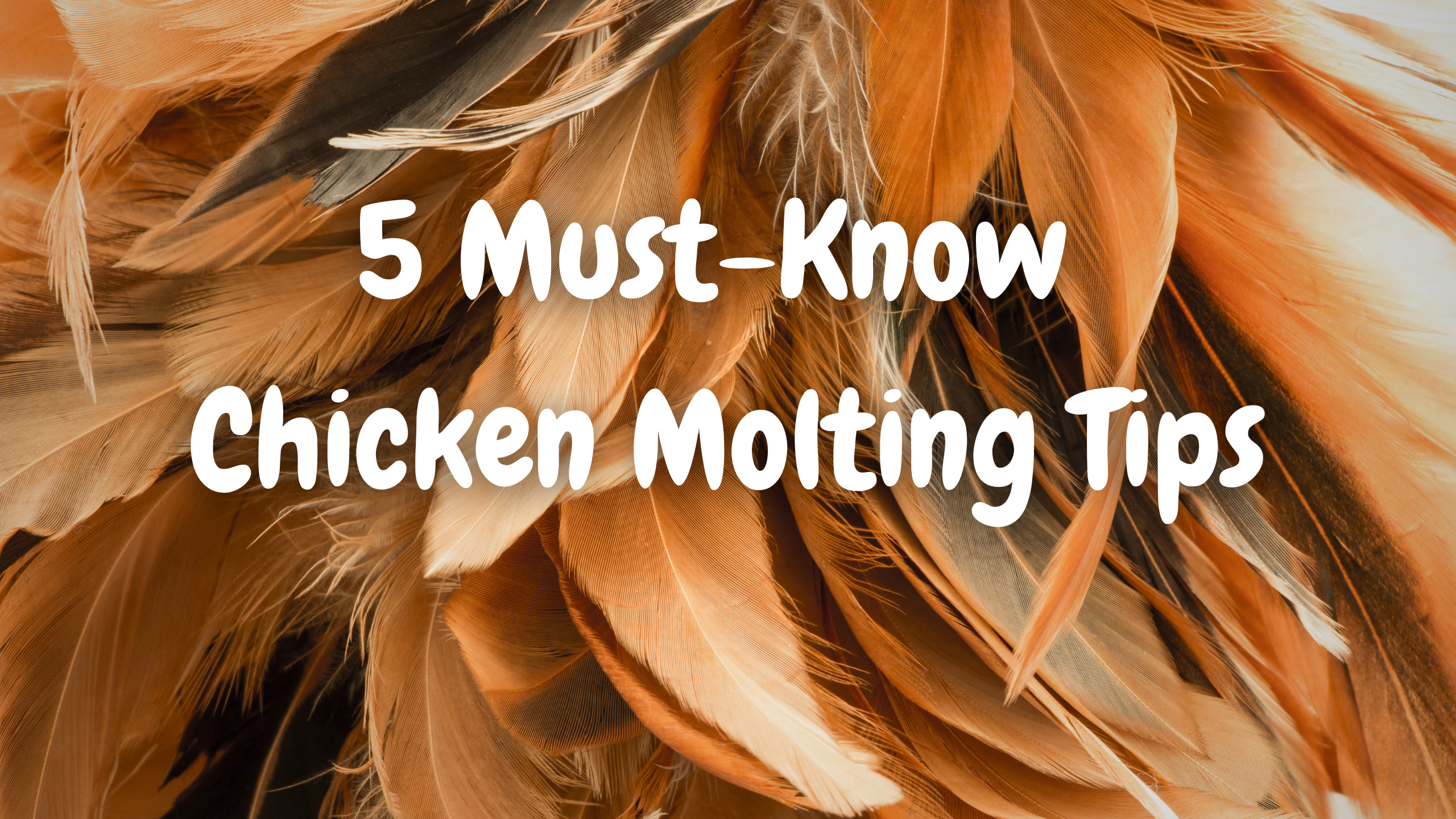 Must-Know Chicken Molting Tips – Flock-Box