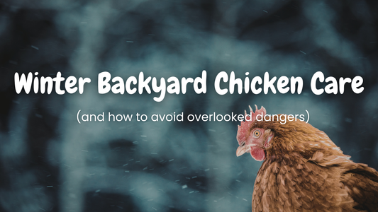 Winter Backyard Chicken Care (and how to avoid overlooked dangers)