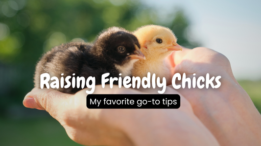 My Go-To Tips for Raising Friendly Chicks