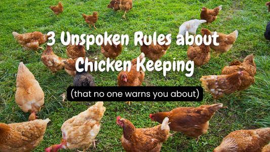 3 Unspoken Rules About Chicken Keeping (That No One Warns You About)